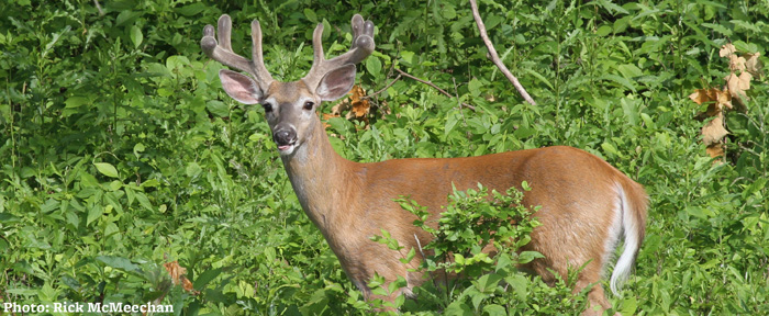 white-tailed deer with antlers
