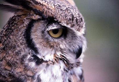 Close up of Great Horned Owl
