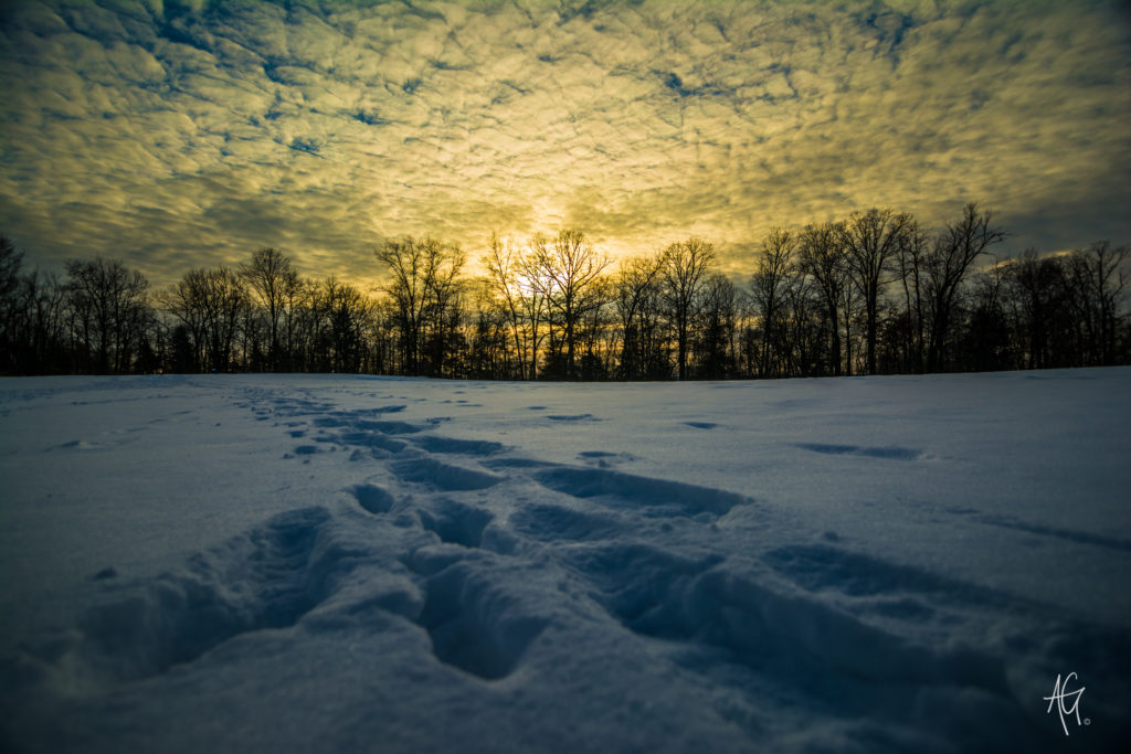 Snow covered field with sun setting behind trees in background