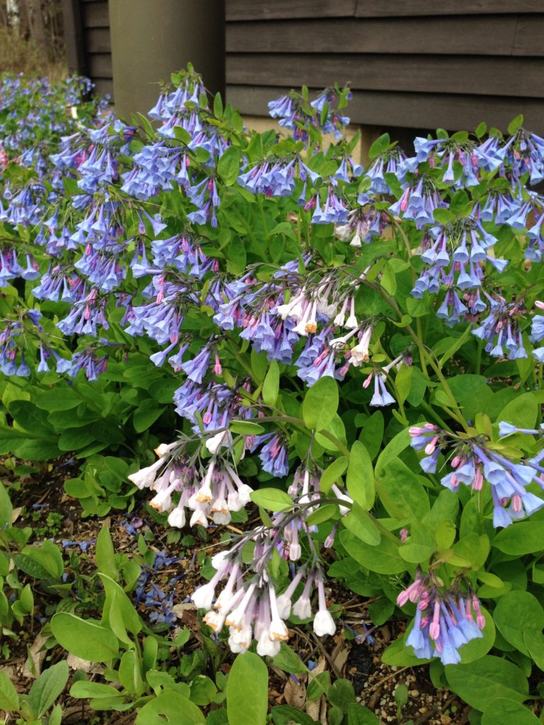 Bluebells near the Environmental Education Center