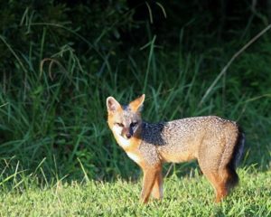 Foxes of Cuyahoga Valley National Park | Conservancy for Cuyahoga Valley  National Park