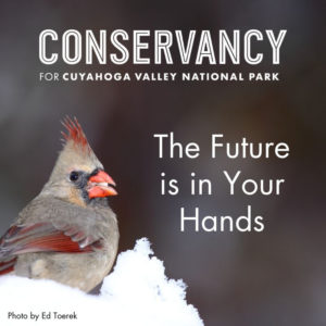 Conservancy Year End Campaign Donation Ask featuring a Cardinal Photo by Ed Toerek