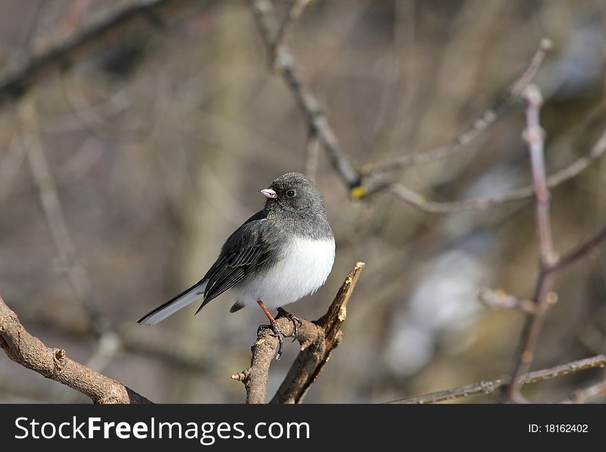Dark eyed junco in Cuyahoga Valley National Park
