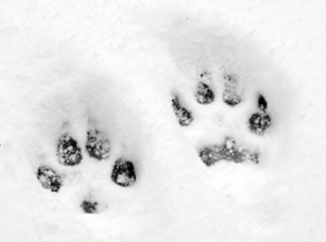 Dog prints in Cuyahoga Valley National Park