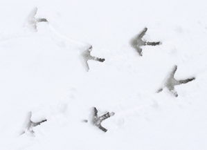 Wild Turkey Tracks in Cuyahoga Valley National Park