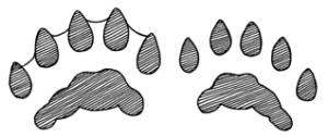 River Otter Tracks in Cuyahoga Valley National Park