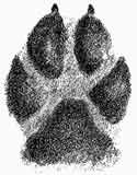 Paw print photo