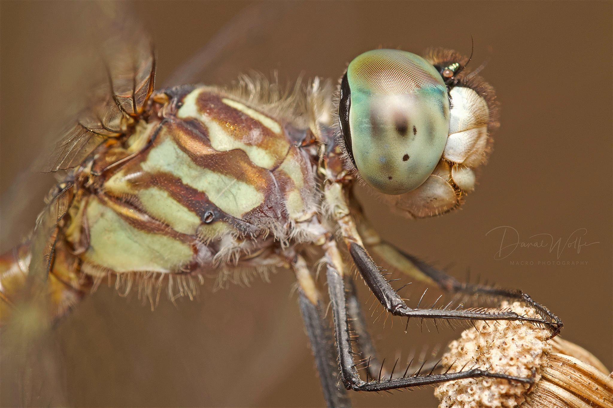 Photo of dragonfly by Danae Wolfe