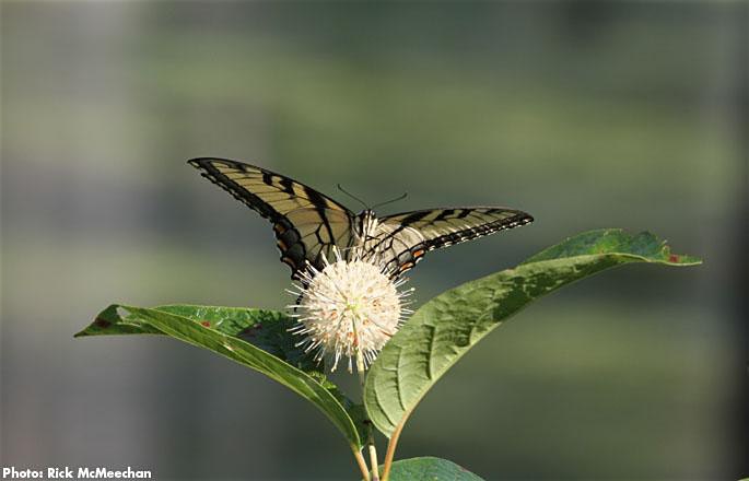 butterfly