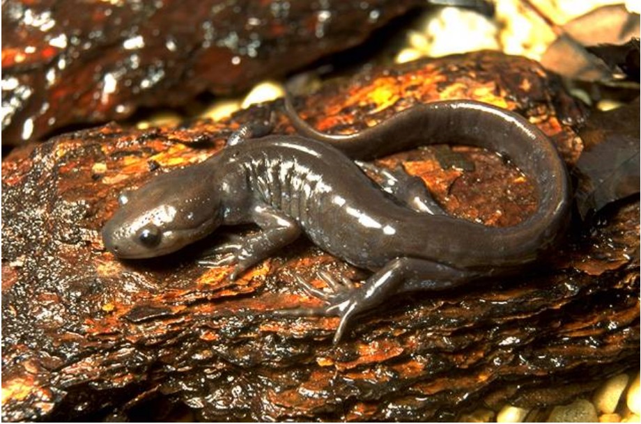 Desmognathus fuscus (Northern dusky salamander).JPG