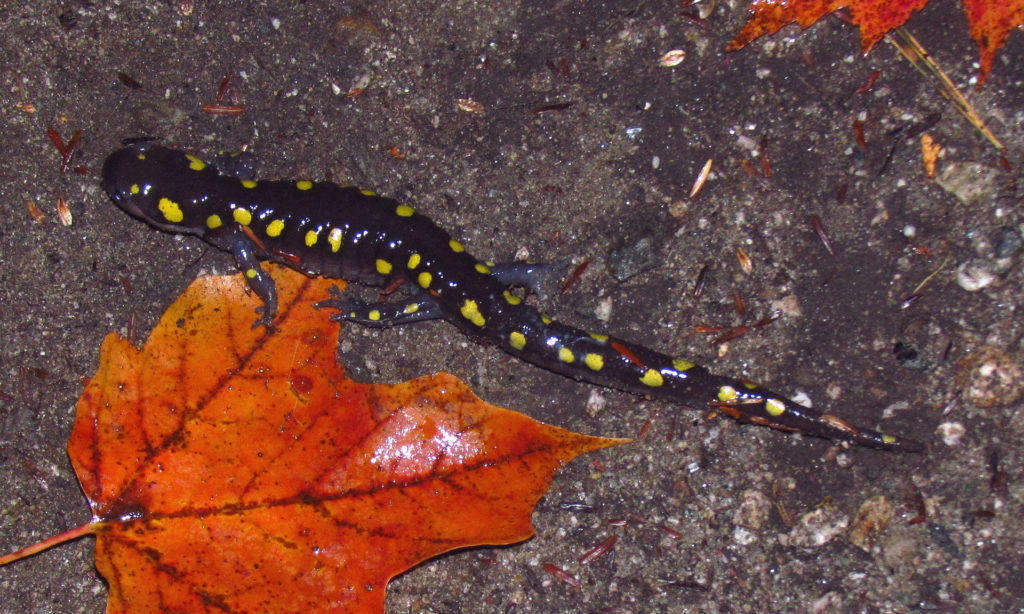 Photo: A spotted salamander among stones and pebbles