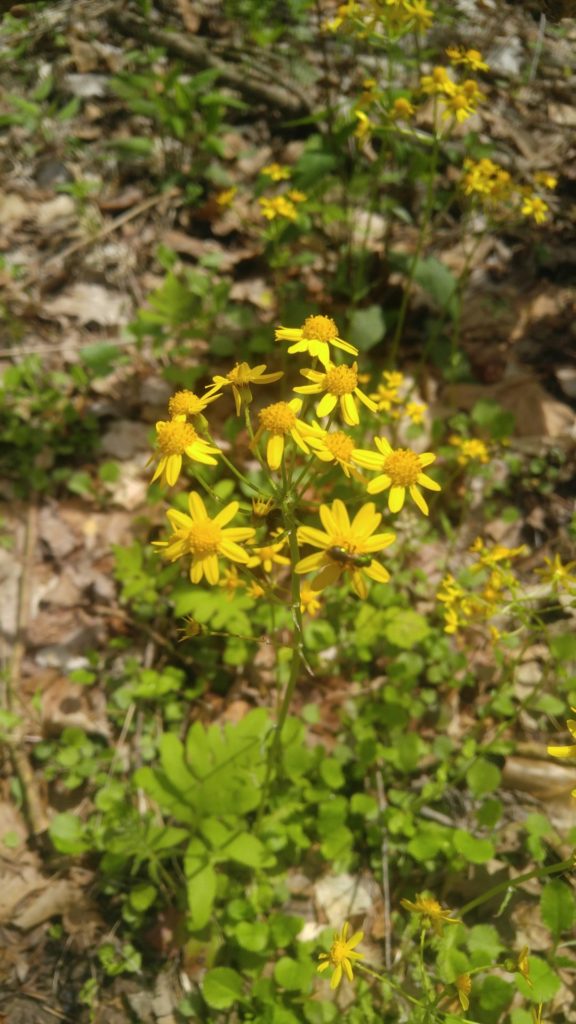 Golden Ragwort: Clusters of yellow, daisy-like flowers atop sparsely-leaved stems.