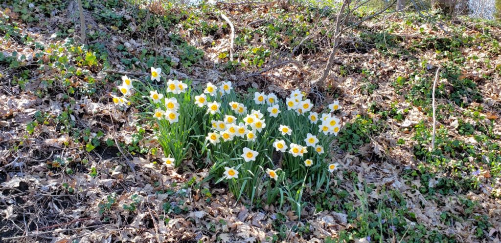 Daffodils: Pale yellow flowers, with a darker central trumpet. Often grown in large clusters, there are around 50 daffodils in this picture.