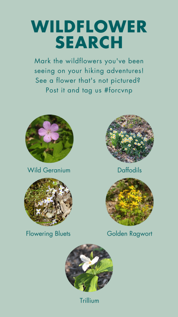 A wildflower search featuring trillium, wild geranium, daffodils, flowering bluets, and golden ragwort.