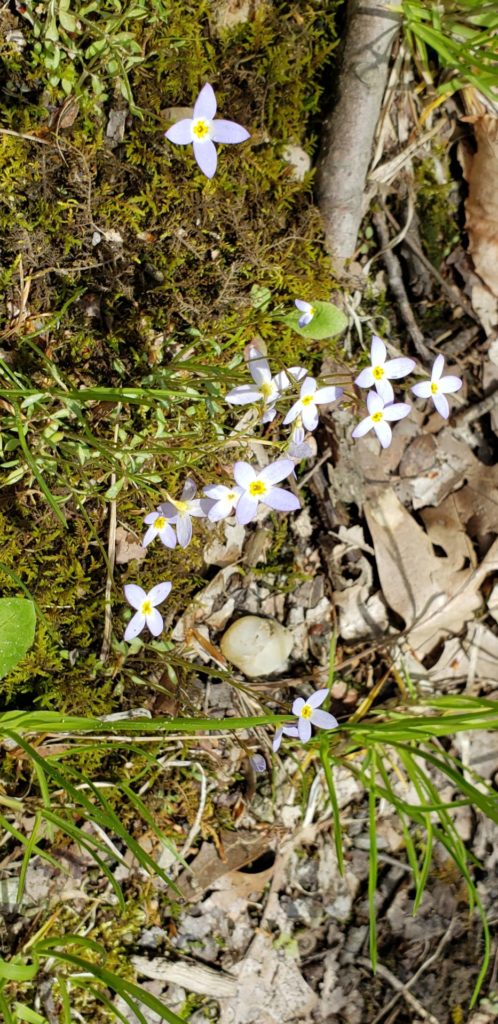 Flowering bluets: These flowers have four pale blue petals. The flowers are small and low to the ground.