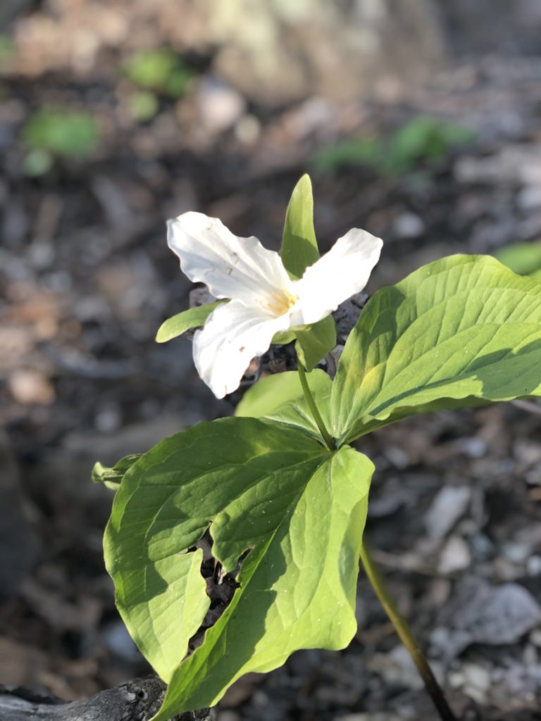 Great White Trillium: Flower with three white oblong petals that are shaped similar to leaves. The overlapping curve of the petals give the flower a unique funnel shape.