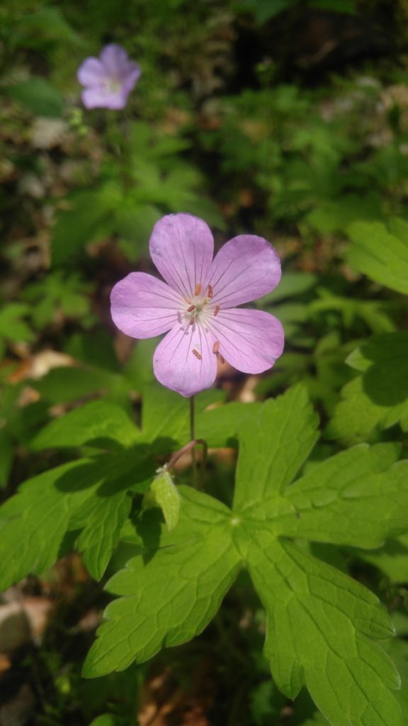 Wild Geranium: A purplish-pink flower with 5 petals and 10 yellow stamens that turn brown with age. The petals are streaked with darker lines along the length.