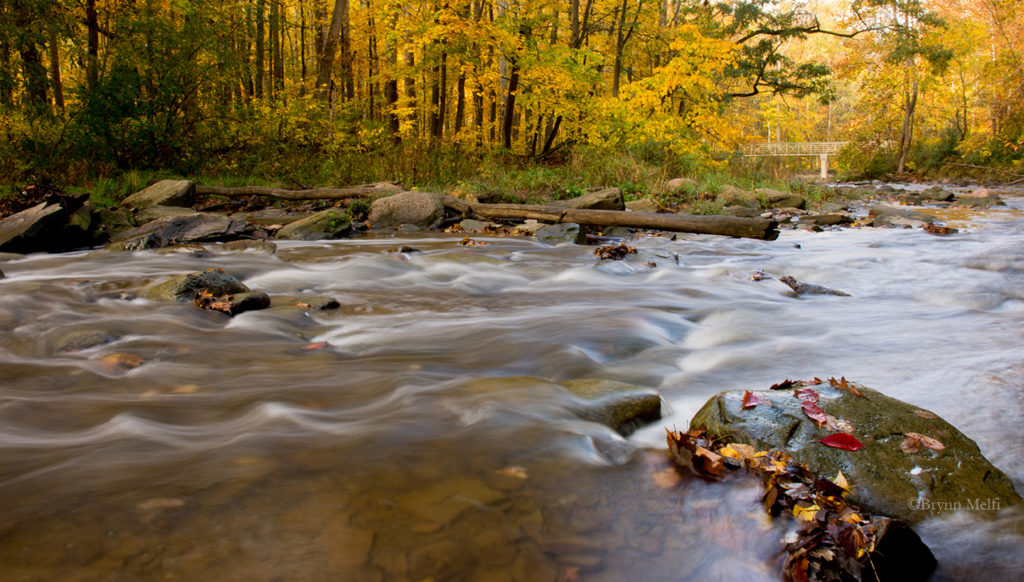 Water flows over rocks in the Cuyahoga River during autumn. Fallen leaves cover the rocks.