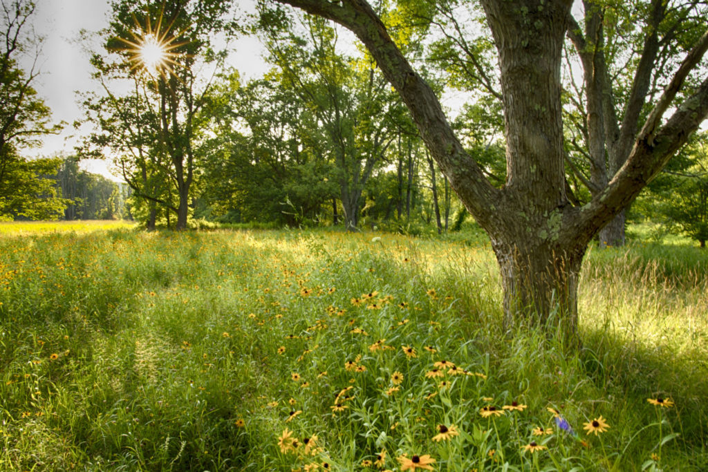 The sun shines down on a meadow of tall grasses and yellow flowers.