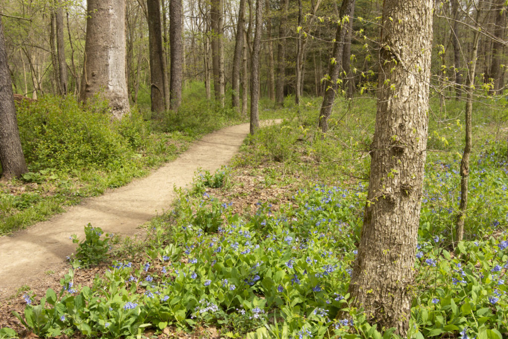 A small, dirt path cuts through a forest of trees and flowers.