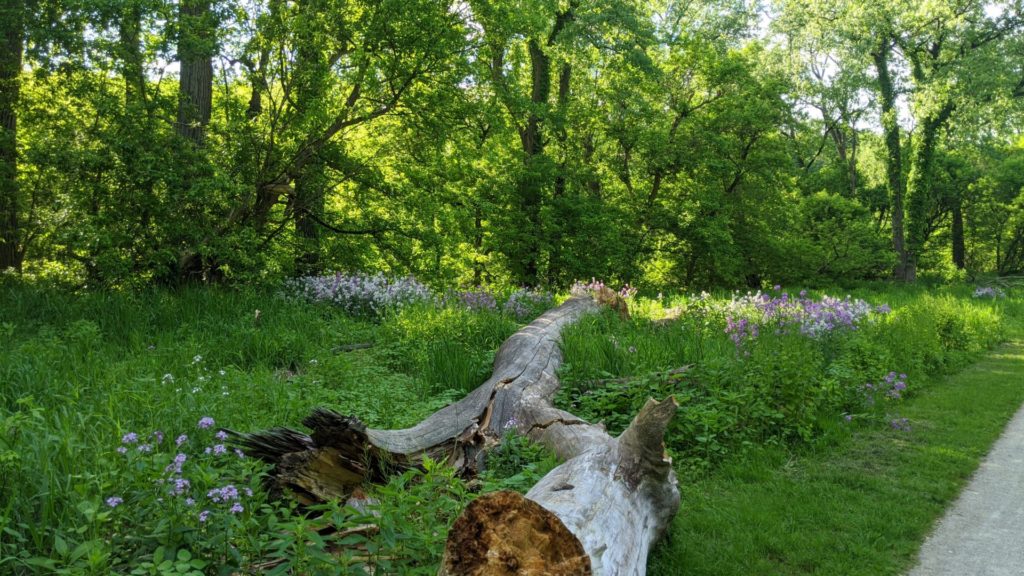 A fallen tree lays in a field of grass and flowers in CVNP.