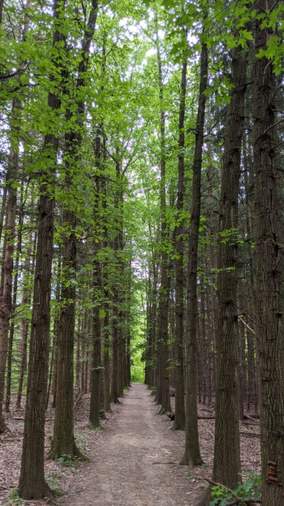 trail in CVNP lined with rows of tall trees on either side.