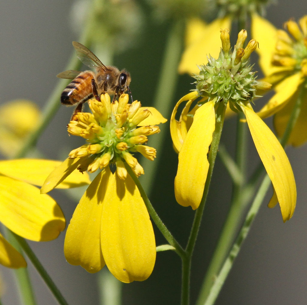 Bee collects nectar from yellow flowers.