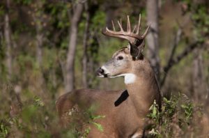 white-tailed deer with antlers looking away