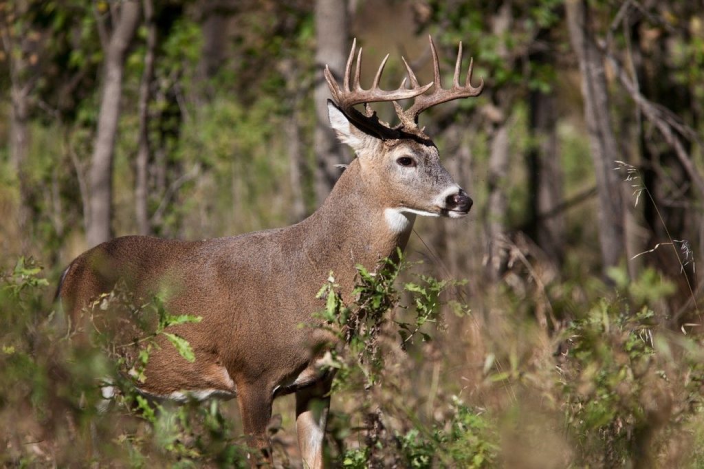 white-tailed deer with antlers looking away