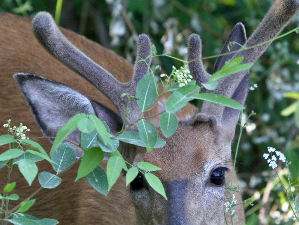 Buck with velvet on antlers