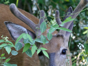 Buck with velvet on antlers