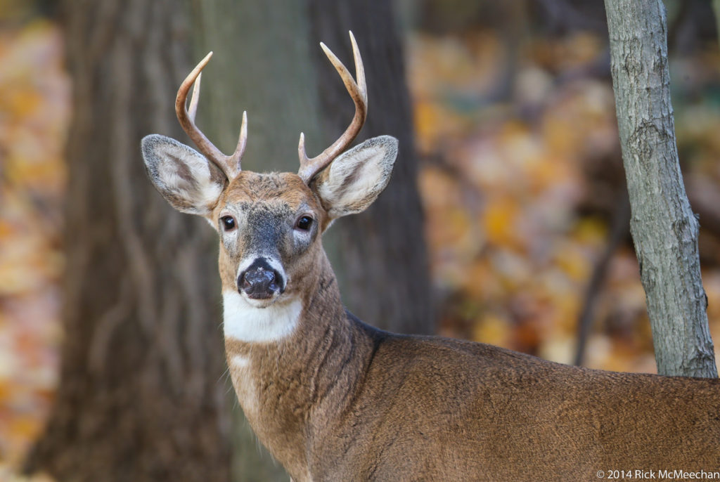 Photo of a buck looking right at the camera
