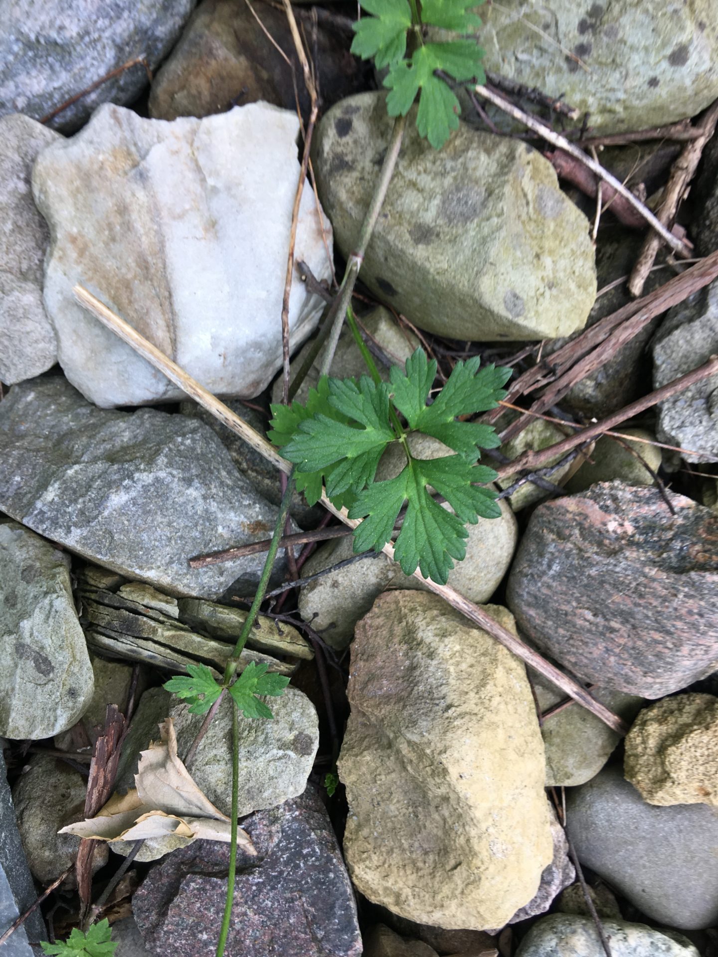 Small Cinquefoil plant