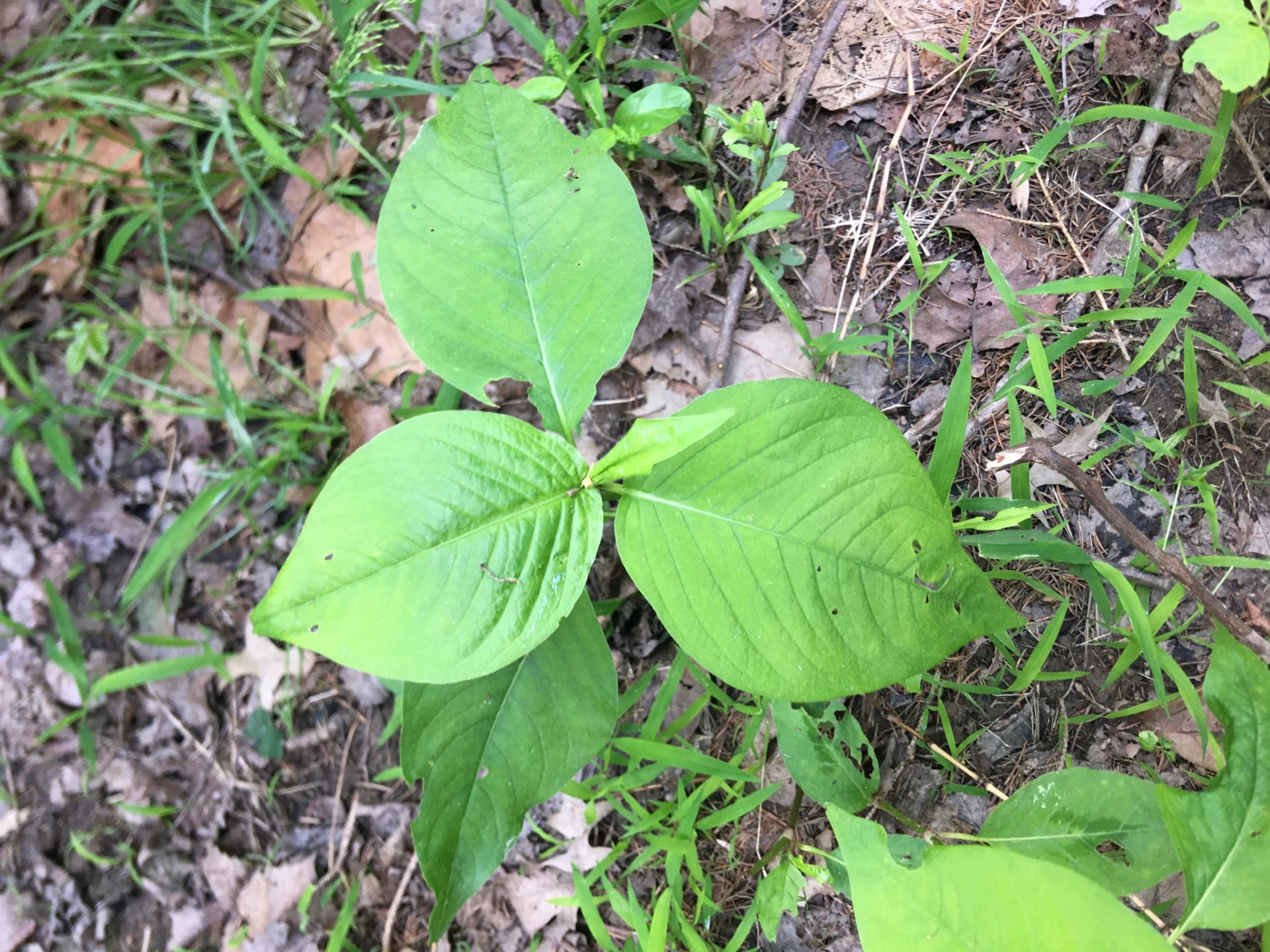 Jumpseed plant