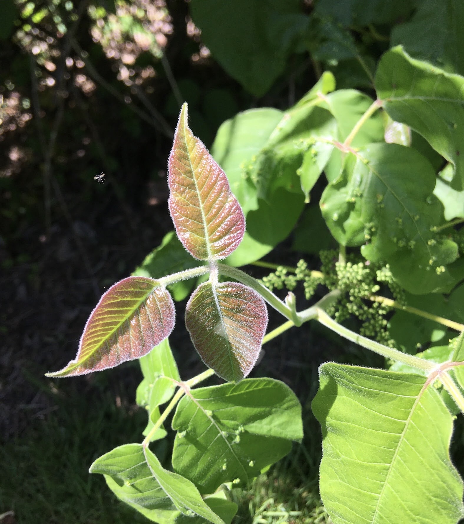 Poison Ivy plant