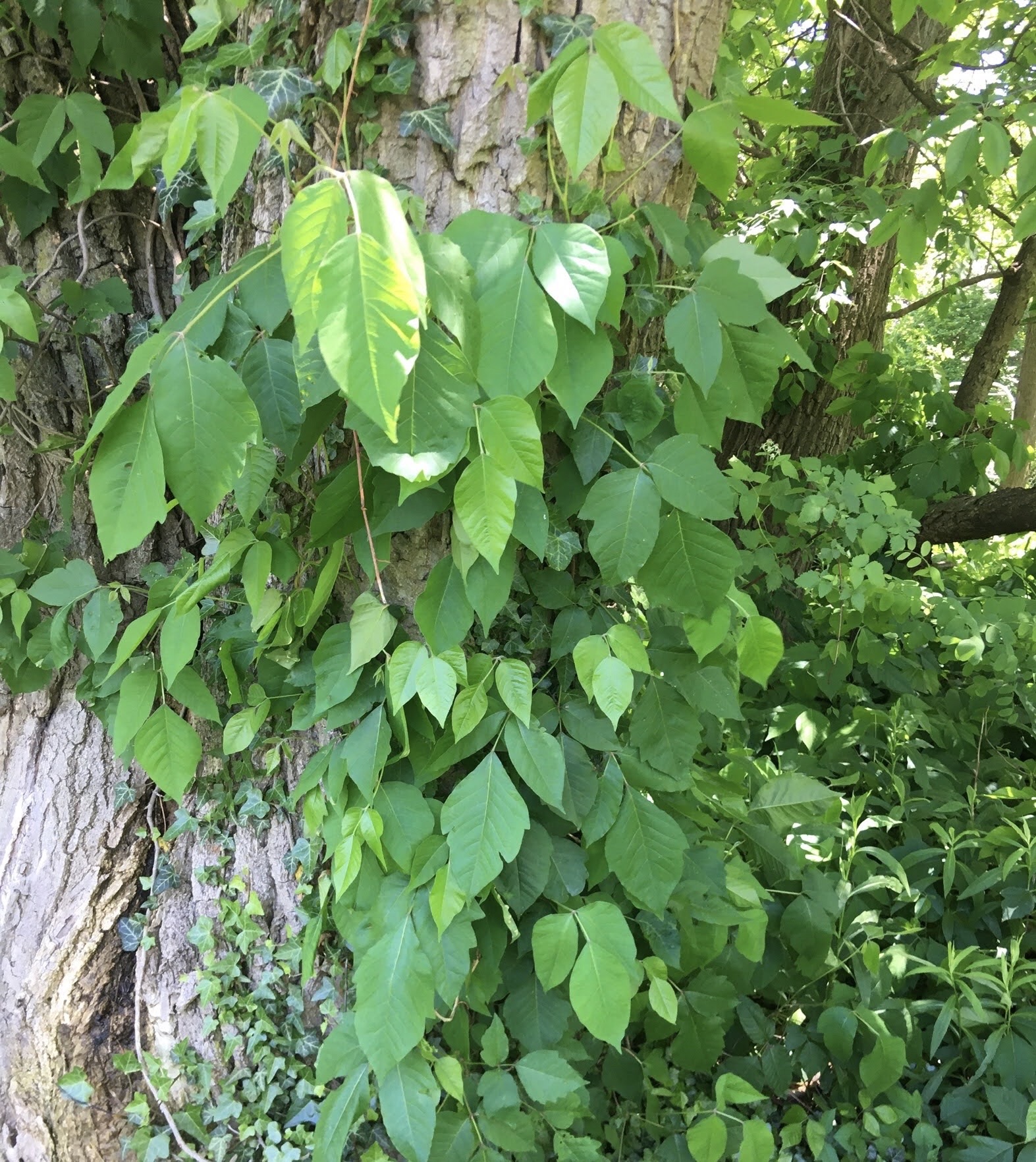 Poinson Ivy Vine Form