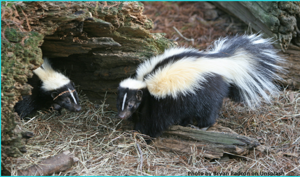 a picture of two skunks in the woods.