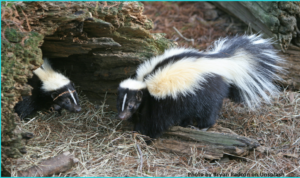 Two Skunks in the woods