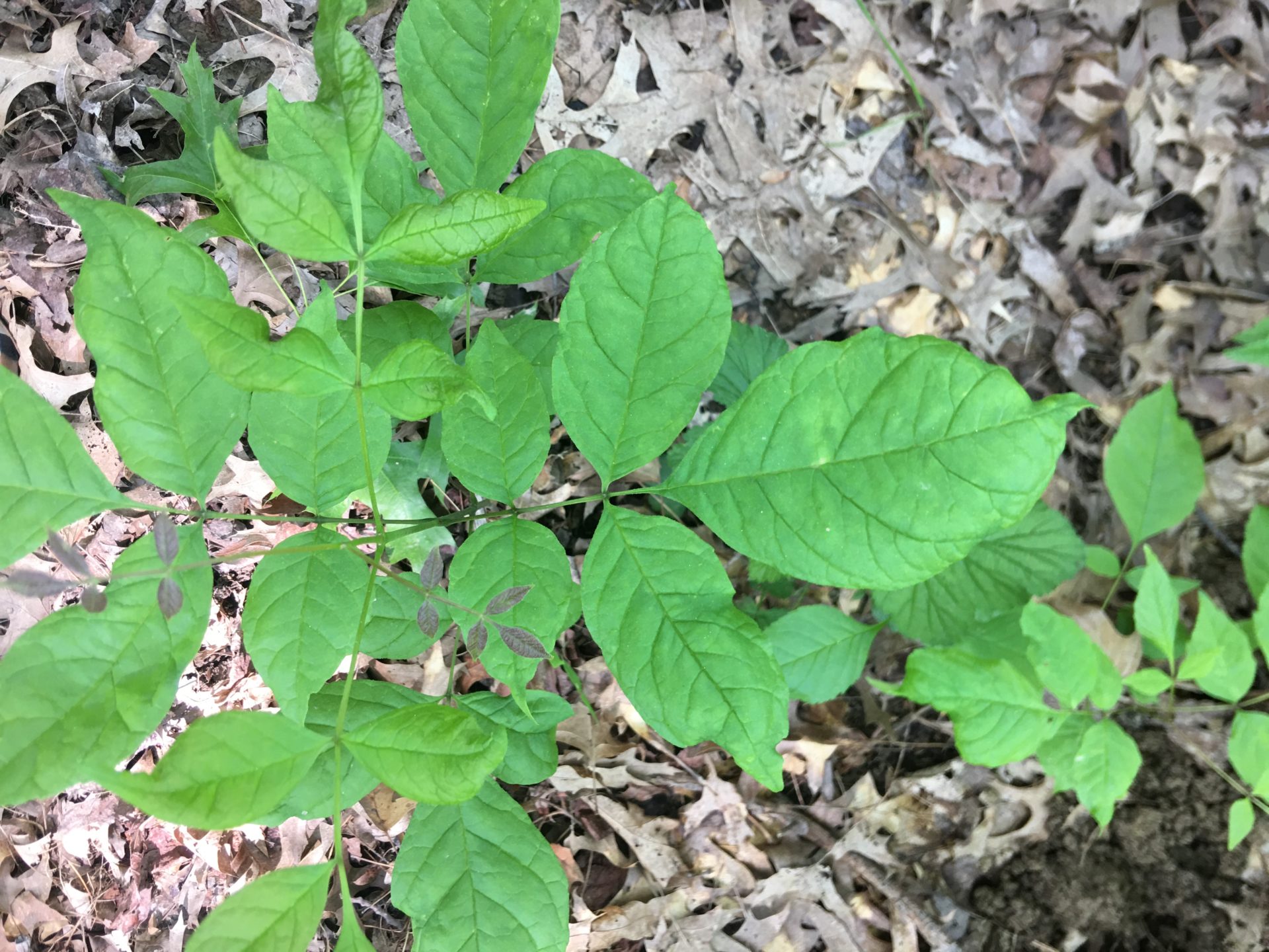 Tree Sprout