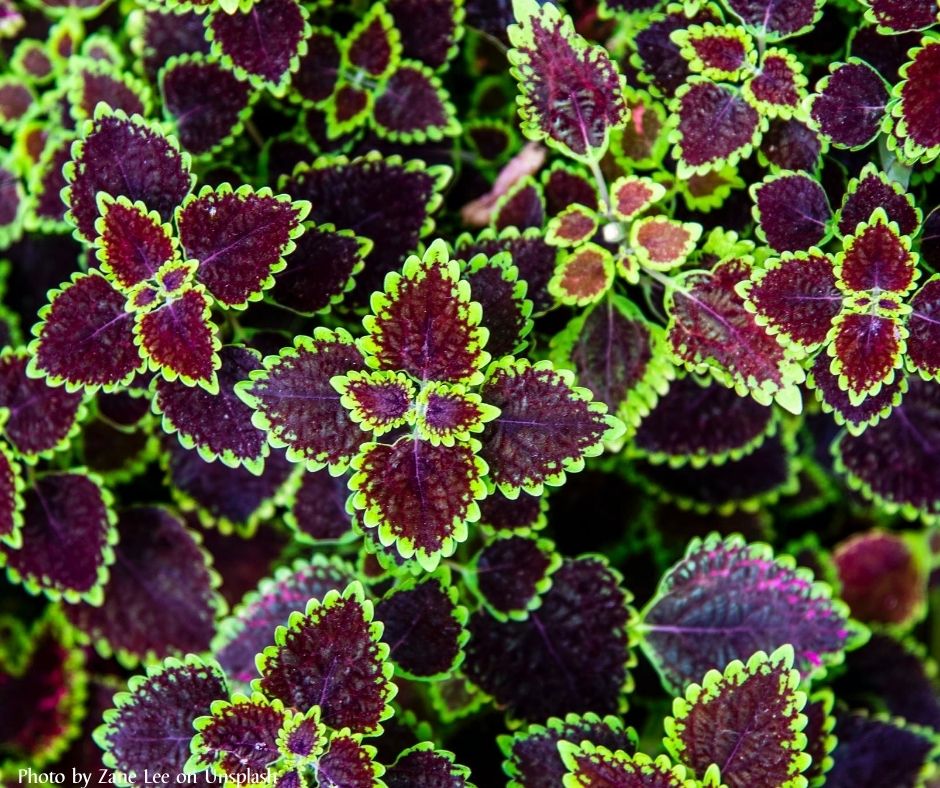 a picture of leaves that are symmetrical and have a repeated pattern.