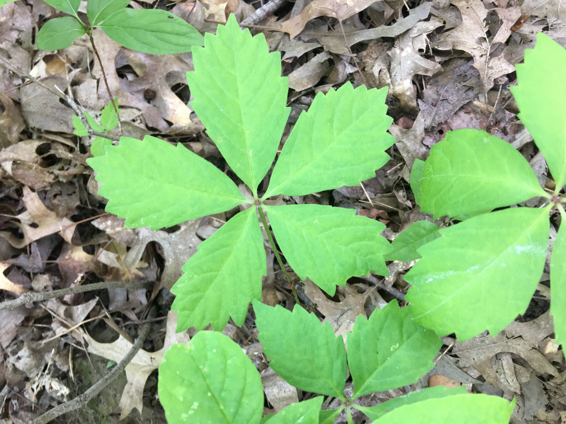 Virginia Creeper Plant