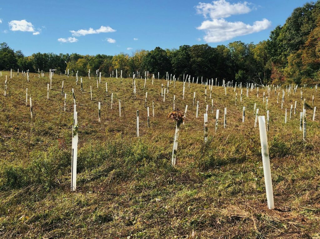 Field of newly planted trees with tubes around them