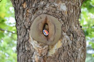 Painted rock left inside a tree