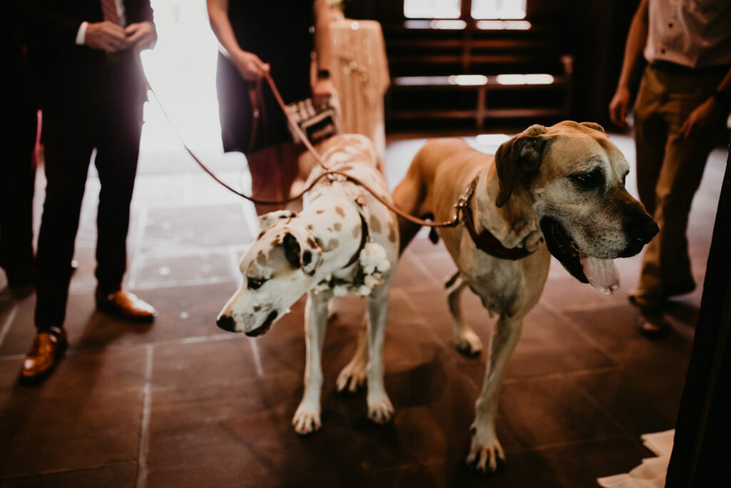 Great Danes escort their humans down the aisle