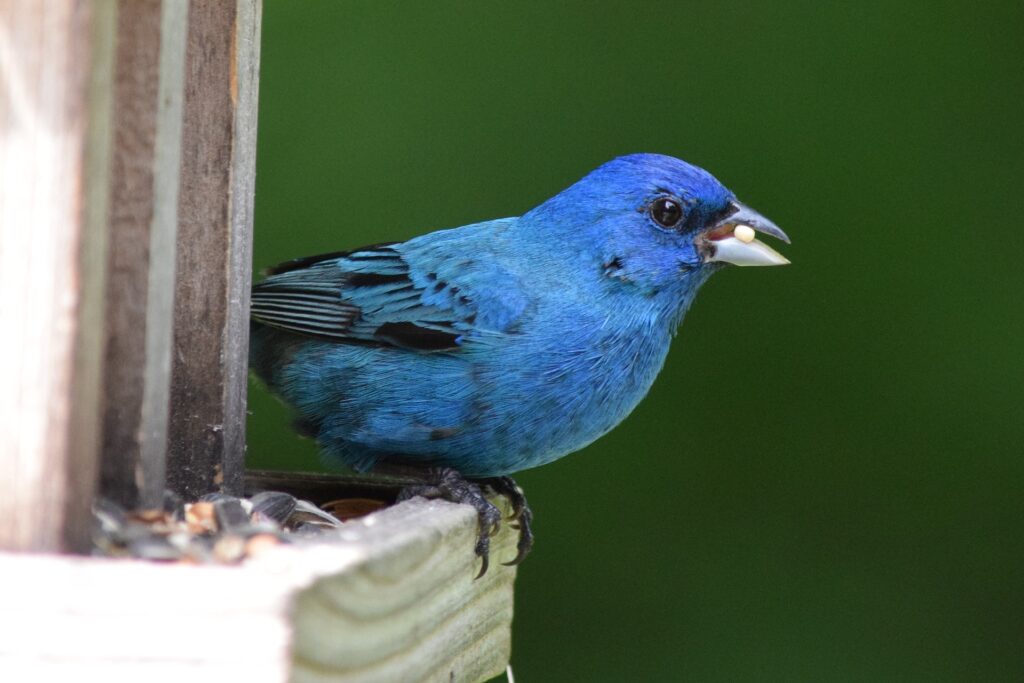 Indigo bird sits on a bird feeder with a seed in its mouth