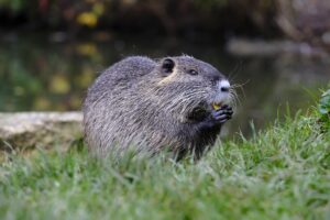 Beaver sitting in front of water
