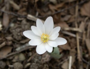 White flower blooms in the park