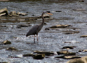 Blue Heron stands in water surrounded by rocks