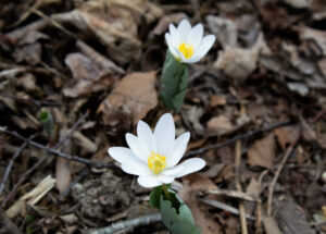 Two small white flowers blooming