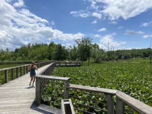 Person jogging along Beaver Marsh